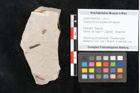 Foto (Objekt + Etikett) von Glyptostrobus europaeus Brongniart (NHMW-GEO-2024-0188-6750)